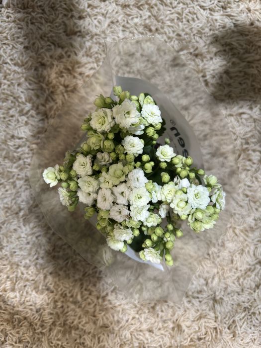 Цветя Каланхое и Антуриум