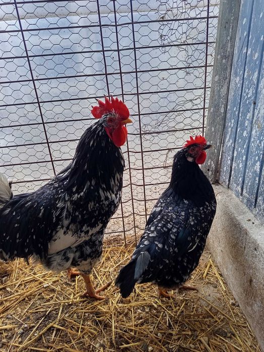 Oua incubat pinta și italiene