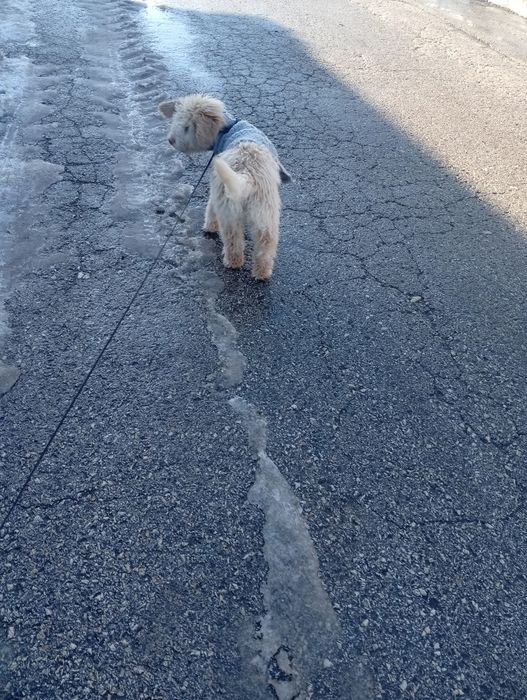 Продавам куче Лагато Романьоло на 5 месеца