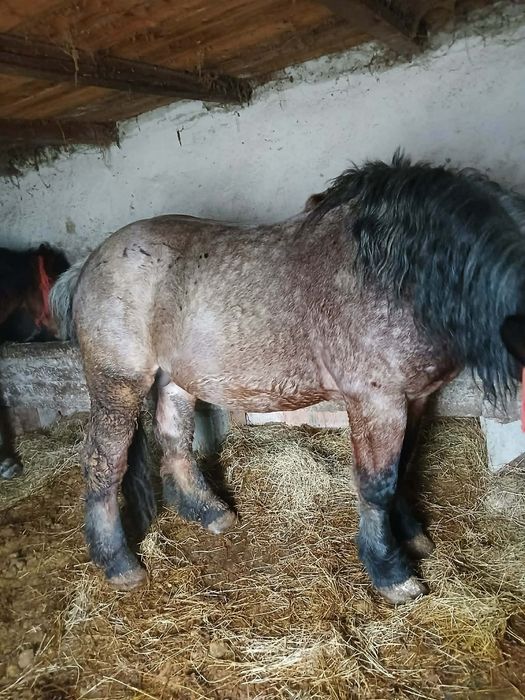 Manz de doi ani jumate muced