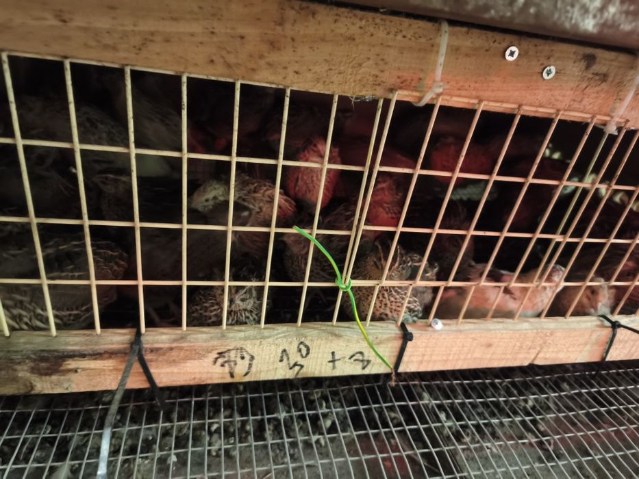 Пъдпъдъци Манджурски, Фараон