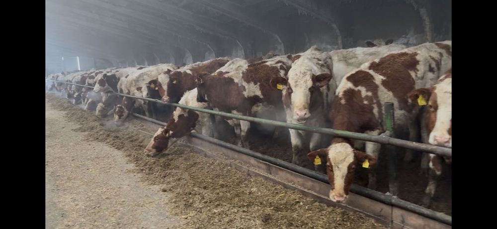 Нетели крастный голштин