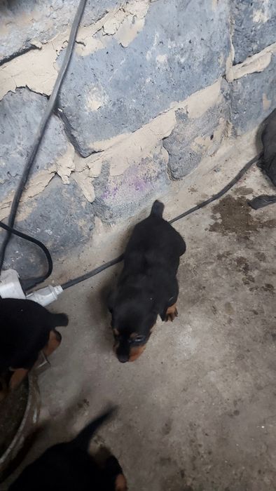 Продам щенка яктерьер