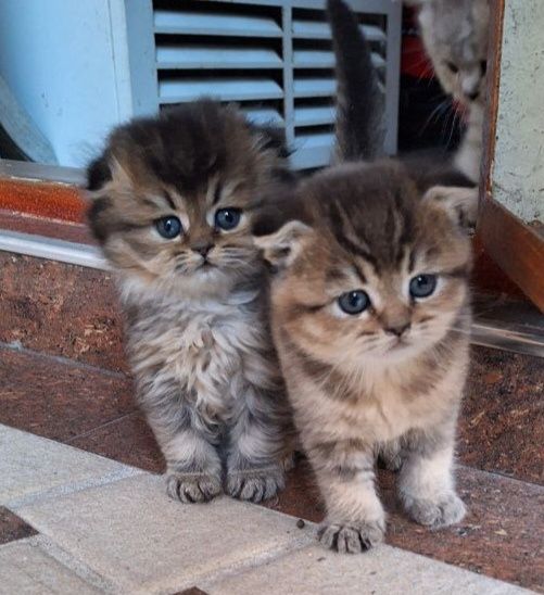 Katta dumba porno gif