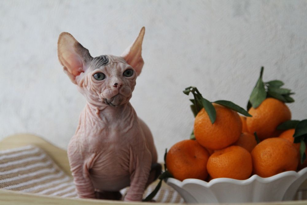 Котята, канадские сфинксы