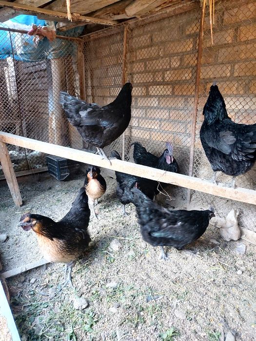 Ухойл хуроз ва товуклар