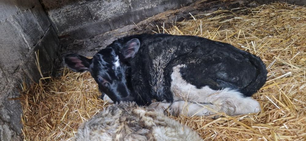 Vitel o săptămână 1400 de lei