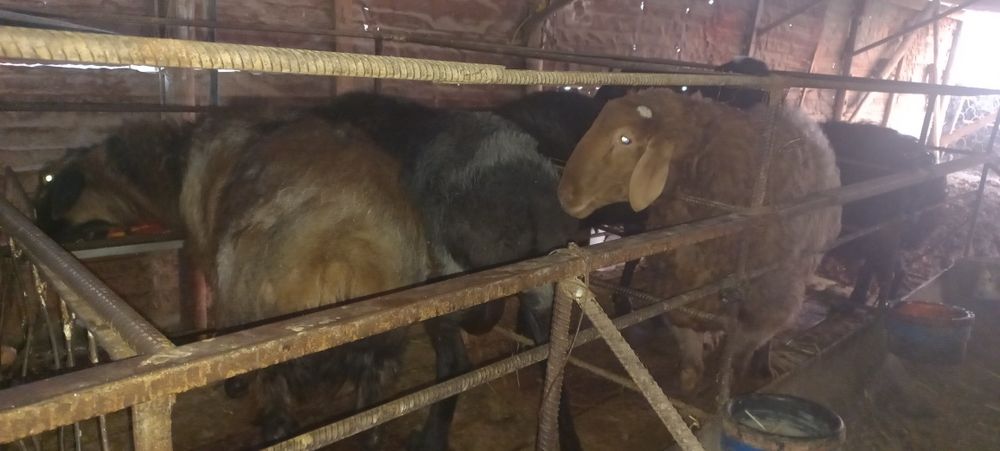 Qo'chqorlar  sotiladi