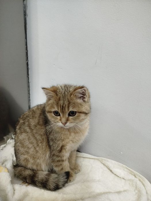 Mushukcha  aqlli , ovqatga oʻrgangan, emlangan, pasaporti bor ,