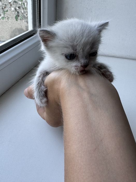 Отдам котенка девочку