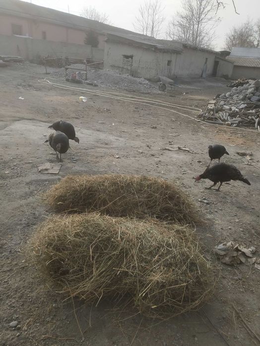 Beda bog' yemish sotiladi