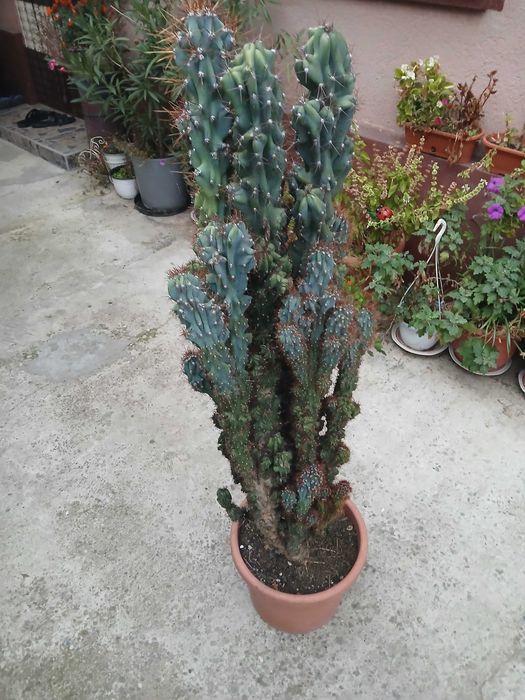 vind cactus ornamental