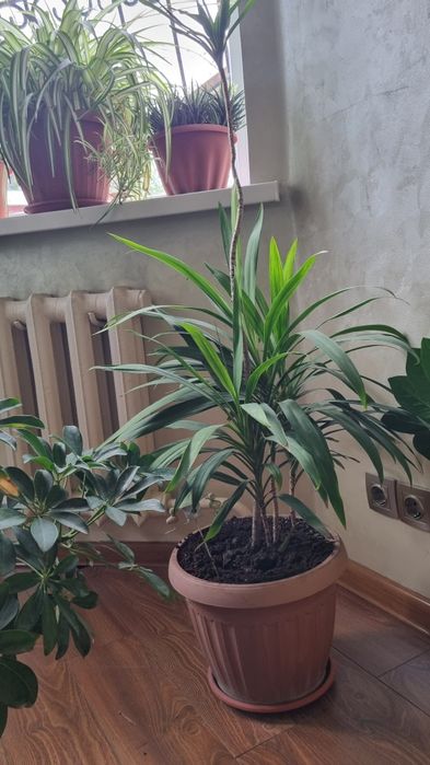 Продам домашние растения