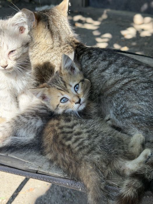 Котята. Бесплатно.