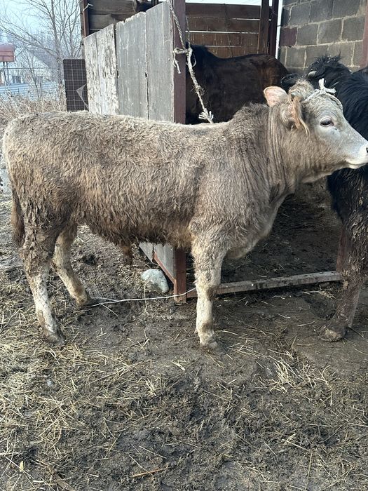 Бука бык бычек бык бука