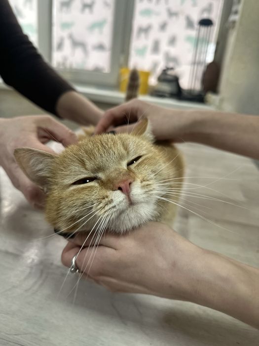 Котик Рыжик 1 год и 2 мес