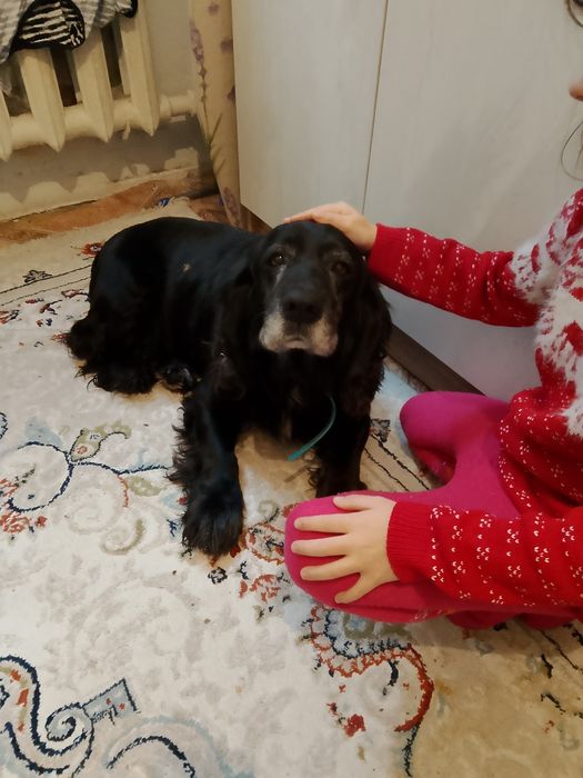 Собаки поиск хозяевов