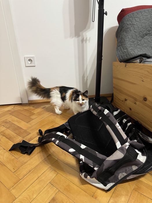 Pisica Munchkin cu pedigree, femela.