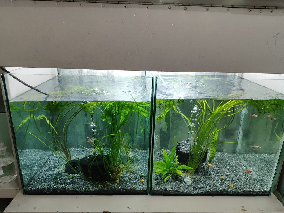 Аквариумы  разные