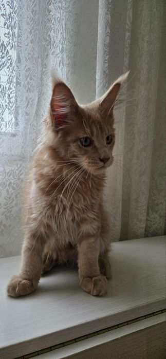 Продаются мальчики Мейнкун
