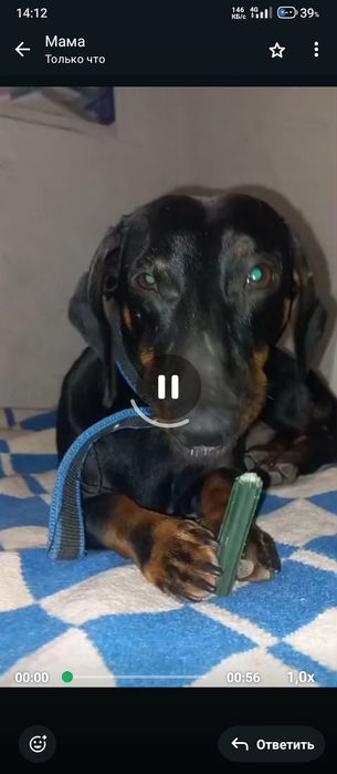 пропала собака в районе Халык арене улитца красных партизан в Алматы