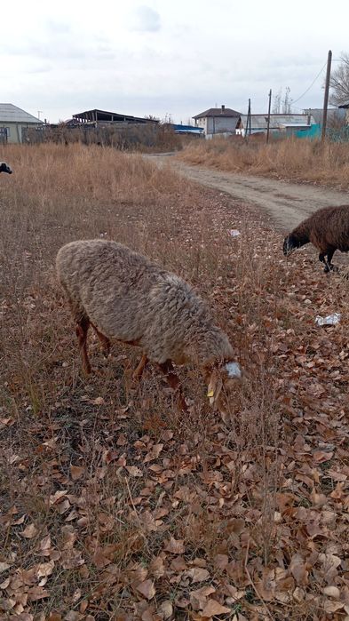 Продам баран /кой козымен
