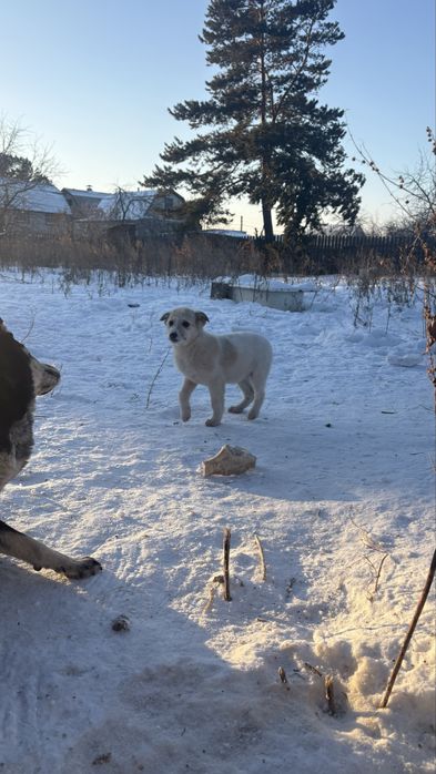 Щенки Щенки бездомыши