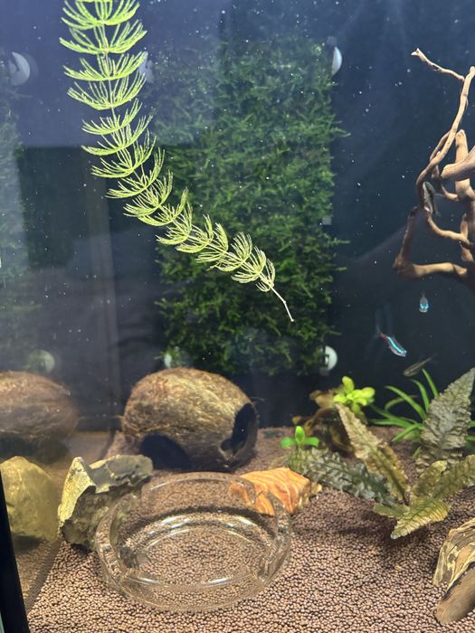 Аквариум 50 л + 10 л полные комплекты в Рассрочку. Ред.