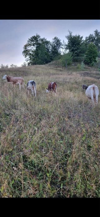 Vand trei tauri o vaca si o junca