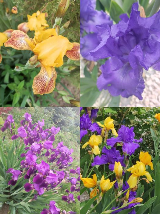 Цветы Ирис разных видов