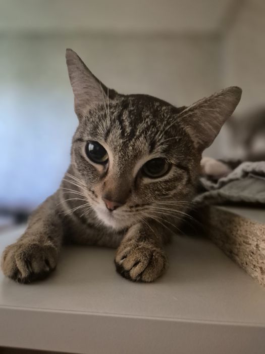 Кошка Бусинка в добрые руки