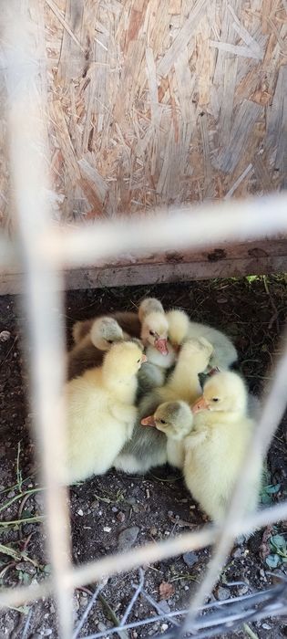 Продам маленьких гусят