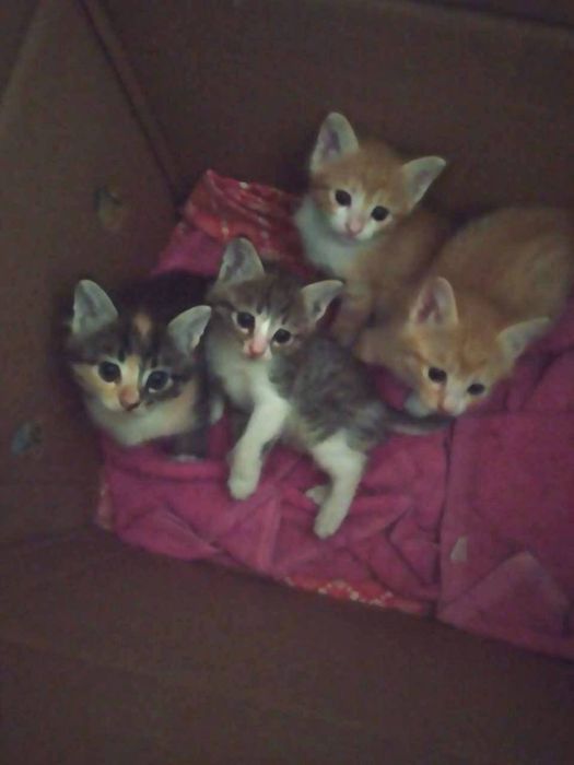Котята ищут дом, отдам бесплатно в надежные руки