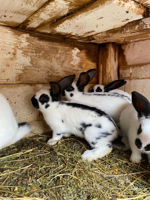 PUI Fluture german din tata cu certificat de origine tatuat
