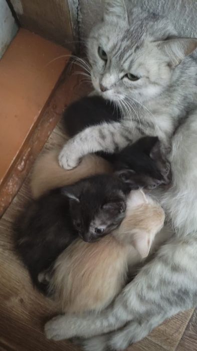 Красивые котята британской кошки.