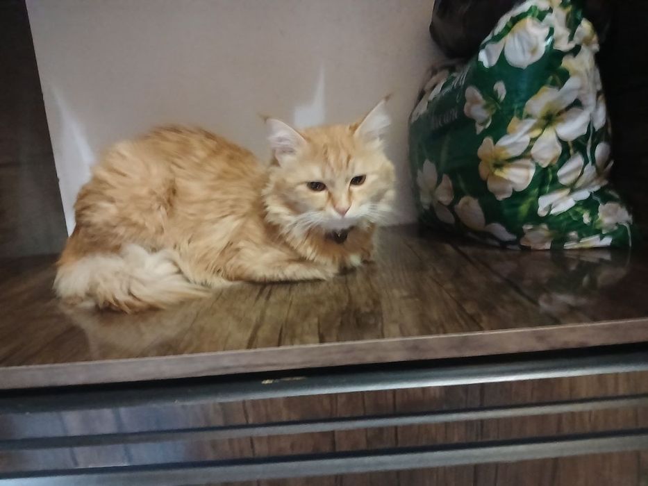 Мейн кун сотилади келишамиз