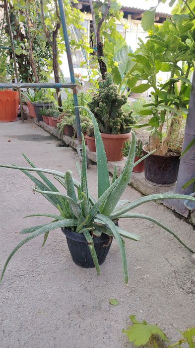 Kaktus va aloe xona gulllari