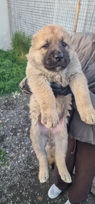 Чистокръвни Кангали