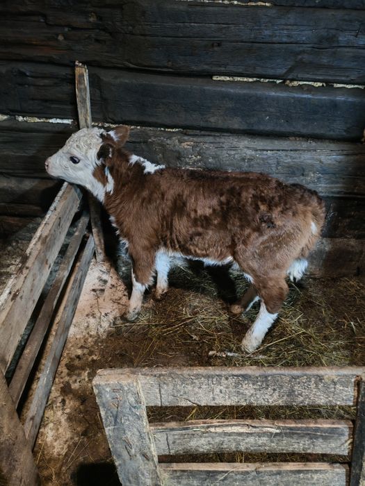 Продам телят бычок и тëлачка