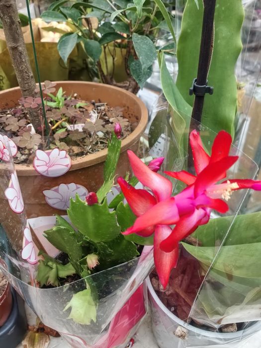 , Продавам Зефирантес, кактус червено Змийче, Агаве,