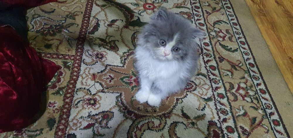 Sqotish strayt heland soglom odobli