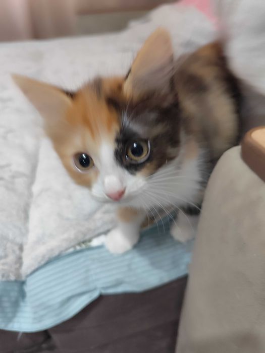 Отдам котят бесплатно