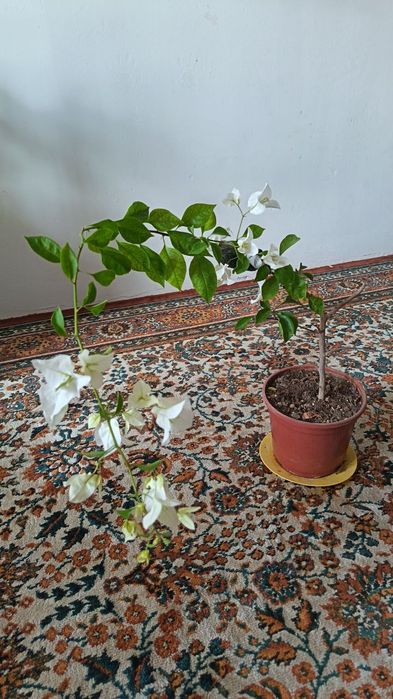 Красивая бугенвиллея