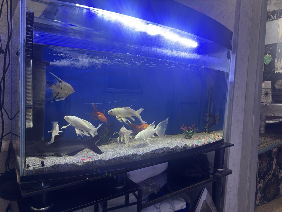 Akvarum saotiladi 150 ltr ichdi hama narsalari bla beraldi pastafka bl