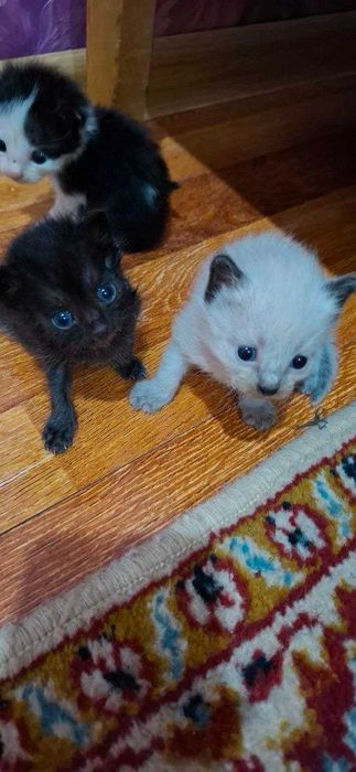 Котяры в хорошие руки