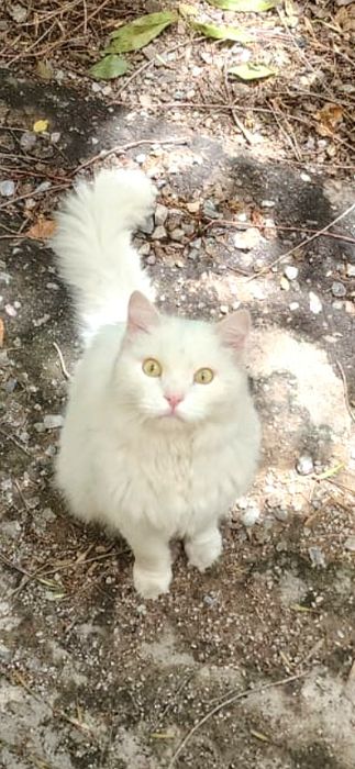 Найден кот, потеряшка