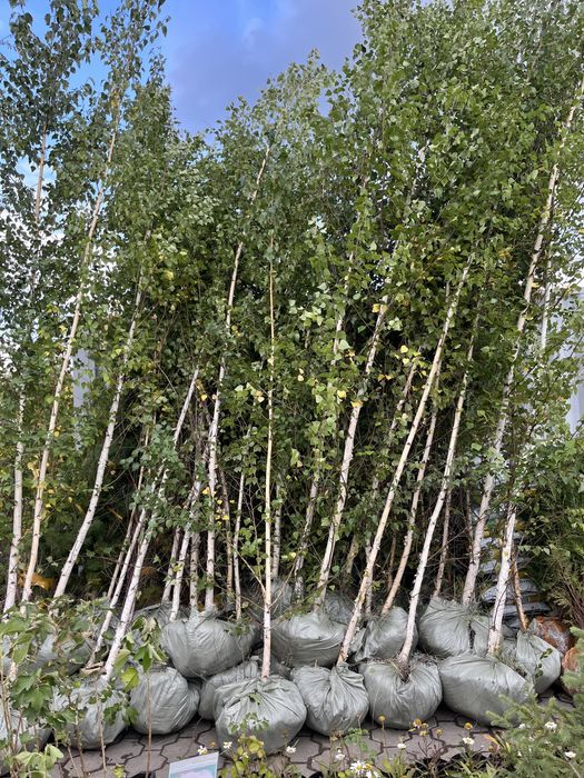 Берёза обыкновенная