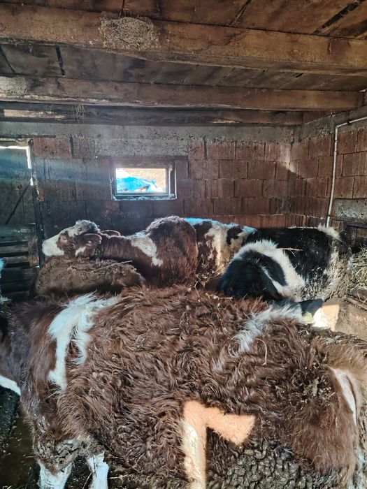 Vând viței bălțați și belgian