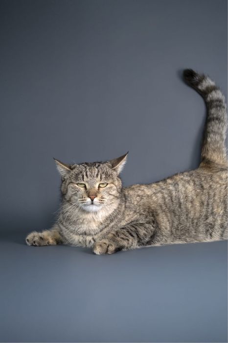 Кошка возрастом два года ищет семью