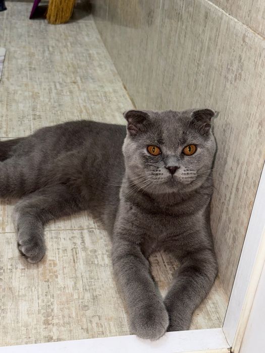Шотландский вислоухий кот (Скоттиш-фолд) приглашает кошечек на вязку